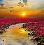 Image result for Beautiful Sunset Scenery Flower Field