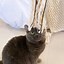 Image result for DIY Cat Wand Toys