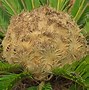 Image result for Cycas revoluta