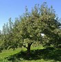 Image result for Red Jonathan Apple Tree