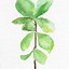 Image result for Easy to Grow Common Houseplants