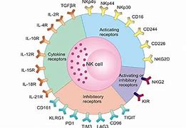 Image result for NK Cell Activating Receptors