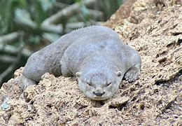 Image result for Neotropical Otter