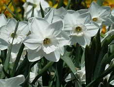 Image result for Narcissus Stainless