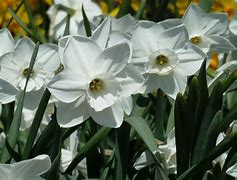 Bildergebnis für Narcissus Stainless