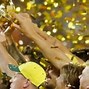 Image result for Australia Cricket World Cup