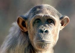 Image result for Monkey HD