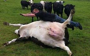 Image result for Tipped Over Cow