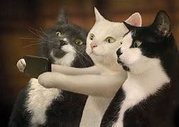 Image result for Silly Cat Background