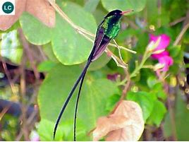 Image result for Polytmus Trochilidae