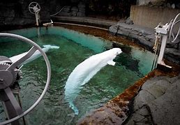 Image result for Beluga Whale Attack