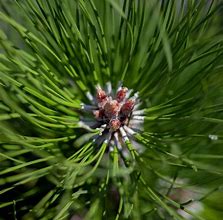 Image result for Picea sitchensis Nana