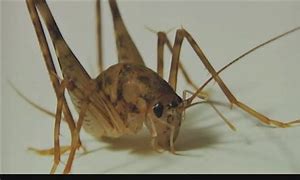 Image result for Spricket