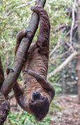 Image result for Sloth Hanging Upside Down