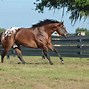 Image result for Appaloosa Horse Club