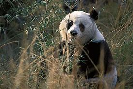 Image result for Giant Panda in the Wild