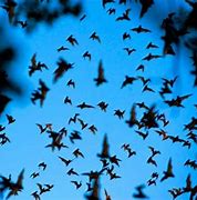 Image result for Mexican Bat