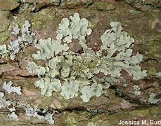 Image result for Tree Moss Types