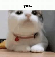 Image result for Yes Cat Meme