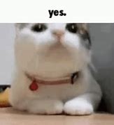 Image result for Yes Cat Meme