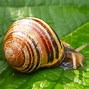 Image result for Garden Snails in California