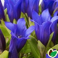 Image result for Gentiana Shine Blue