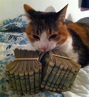 Image result for Cat with Money PFP