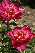 Image result for Paeonia lactiflora Nippon Beauty