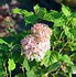 Image result for Hydrangea macrophylla Sweet Marshmallow (r)