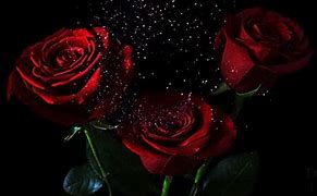 Image result for Red Rose Black Background Gold