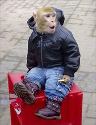 Image result for Funny Monkeys Dressed Up