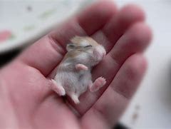 Image result for Hamter Baby