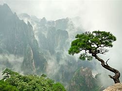 Image result for Huangshan Pine