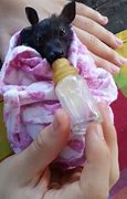 Image result for Baby Bat Pups