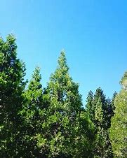 Image result for Nature iPhone Background