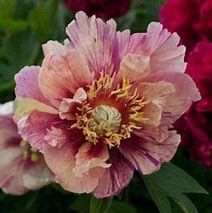 Image result for Paeonia itoh Andersons Kaleidoscope