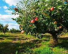 Image result for Texas Tree with Small Apple Like Fruit