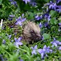 Image result for Hedgehog Running