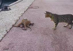 Image result for Difference Between an Octopus and a Cat