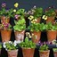 Image result for Primula auricula