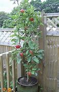 Image result for Apple Tree Pots