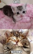 Image result for Really Cute Kitten Memes