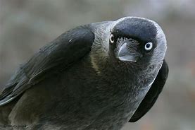 Image result for corvus_monedula