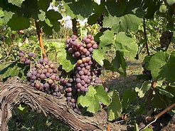 Image result for Greek Grapes