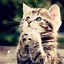 Image result for Kindle Screensaver Cute