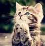 Image result for Kindle Screensaver Cute