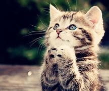 Image result for Adorable Cats Screensaver