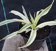 Image result for Yucca gloriosa Bright Star
