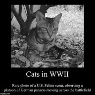 Image result for WW2 Cat Memes