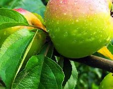 Image result for Lodi Apple Tree